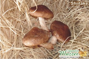 Cogumelos Mazzei -> Shiitake